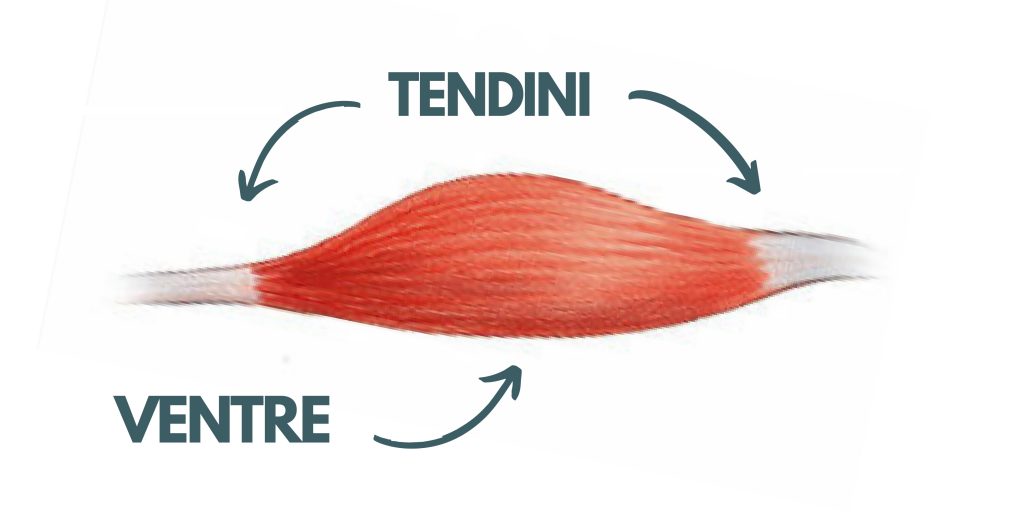 Strappo alla spalla - Ventre muscolare Dolore alla spalla nel crossfit